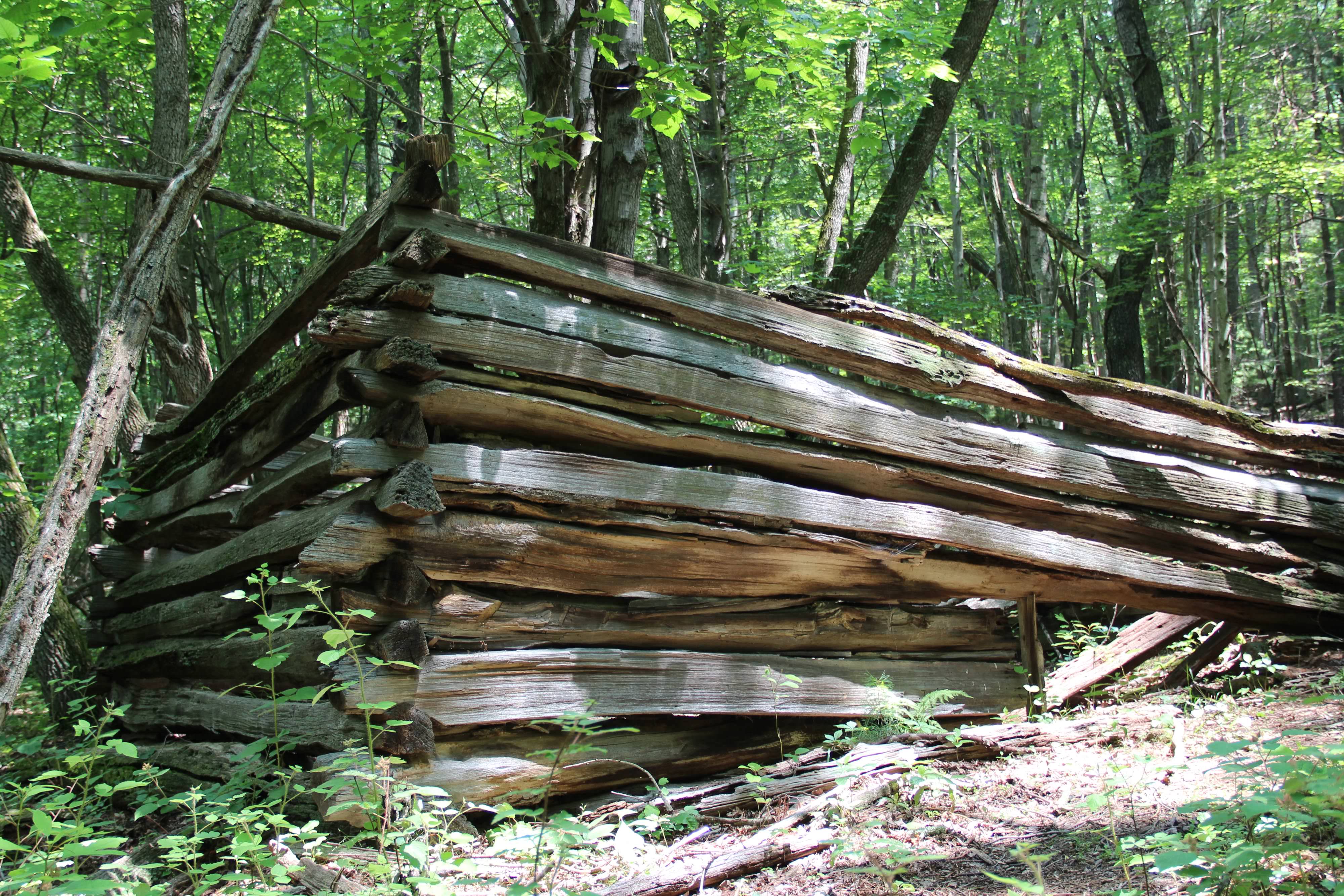 The corner of a dilapidated wooden fence from a long abandoned homestead juts out from the trees in a thick forest.
