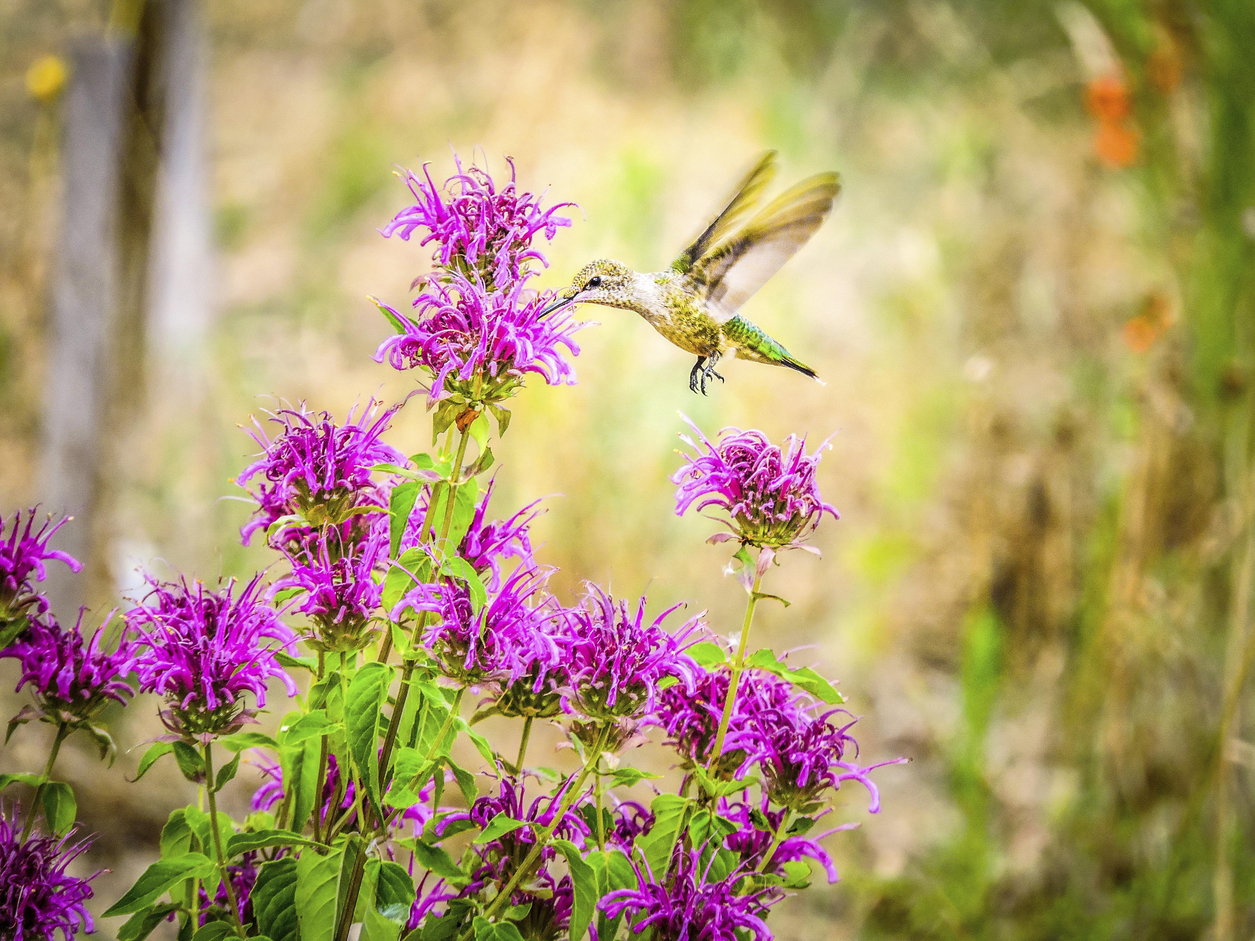 A hummingbird feeding on the nectar of vibrant purple wildflowers.