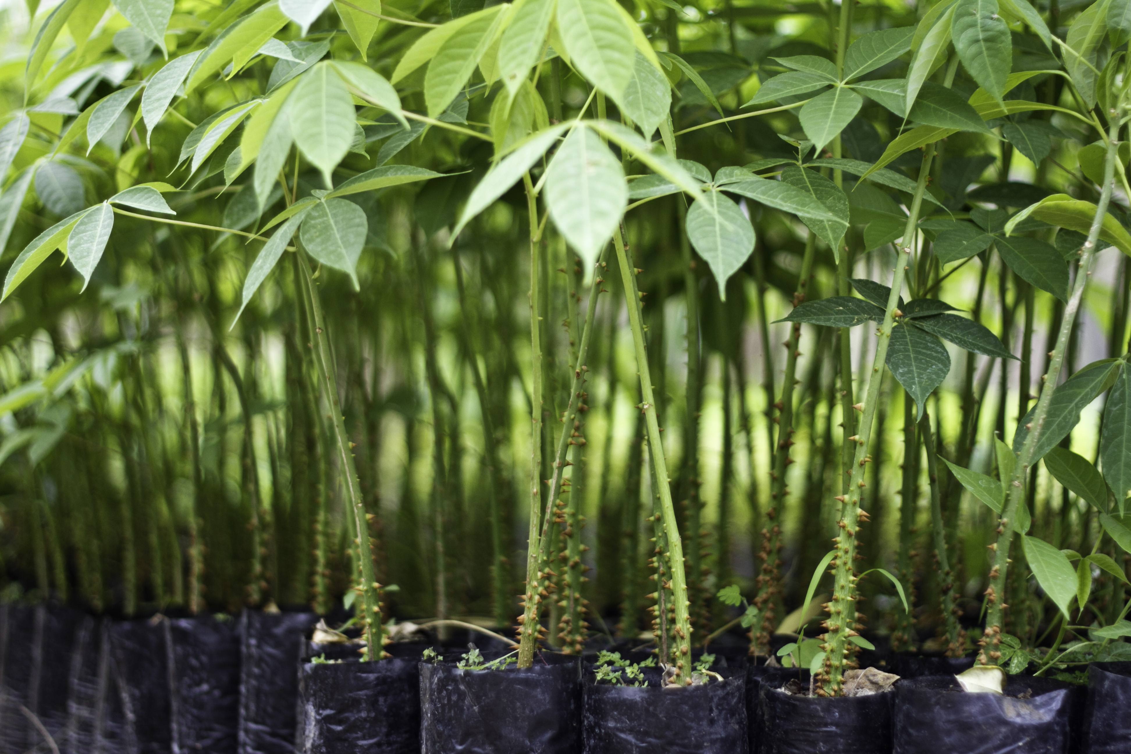 Young trees at a nursery in Ecuador.