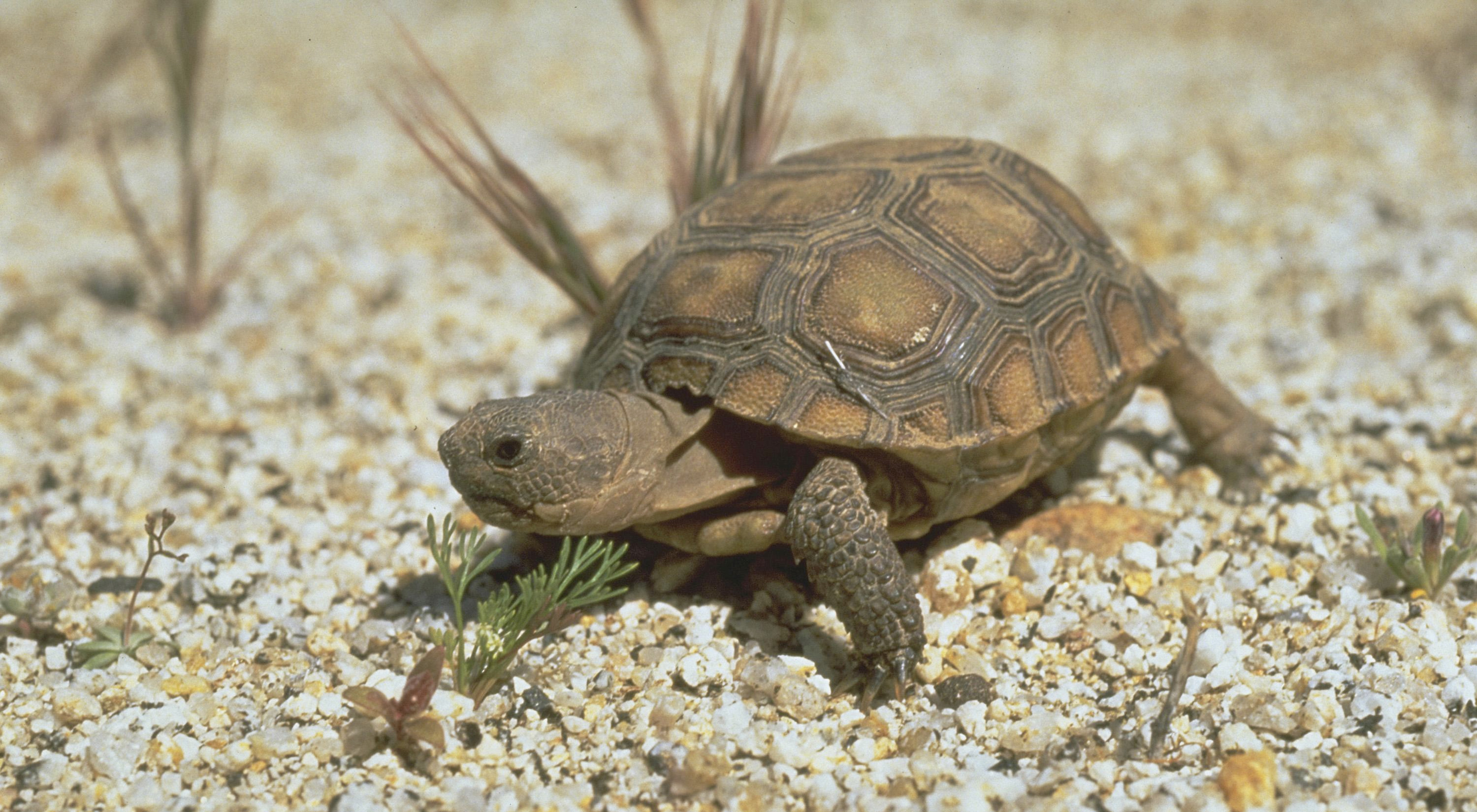 desert-tortoise