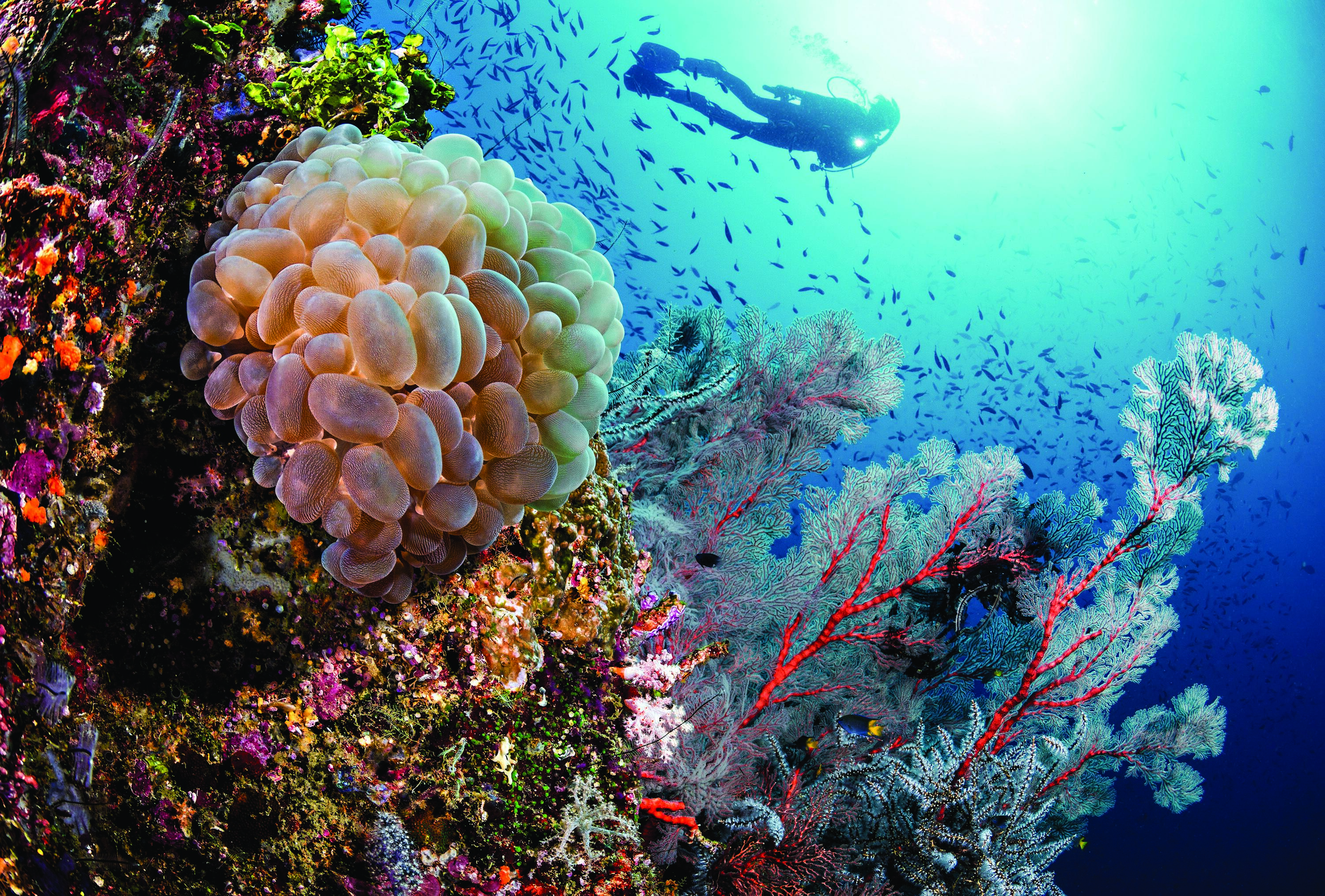 Underwater coral and diver seen from below. 