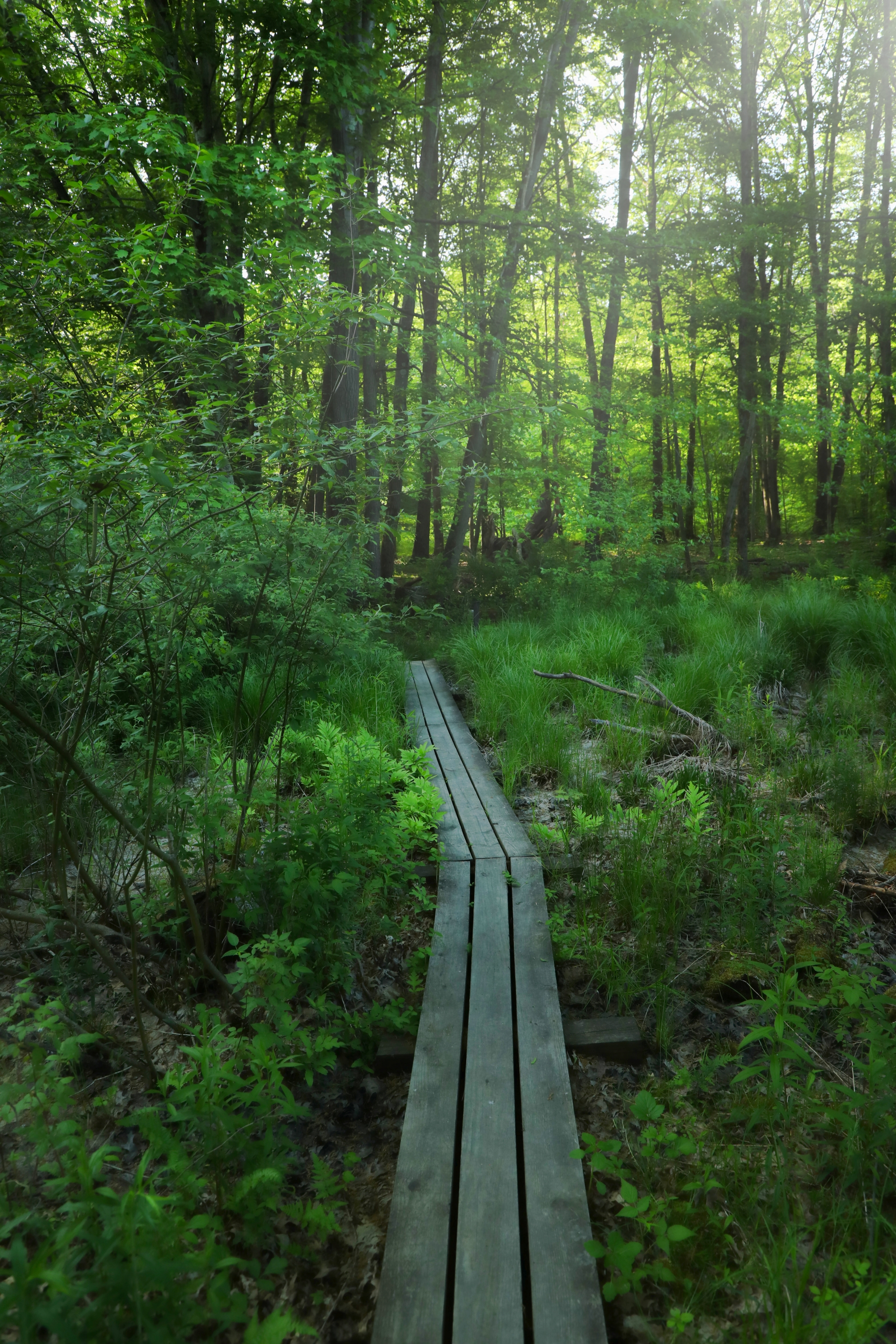 A wooden boardwalk path through a green forest. 