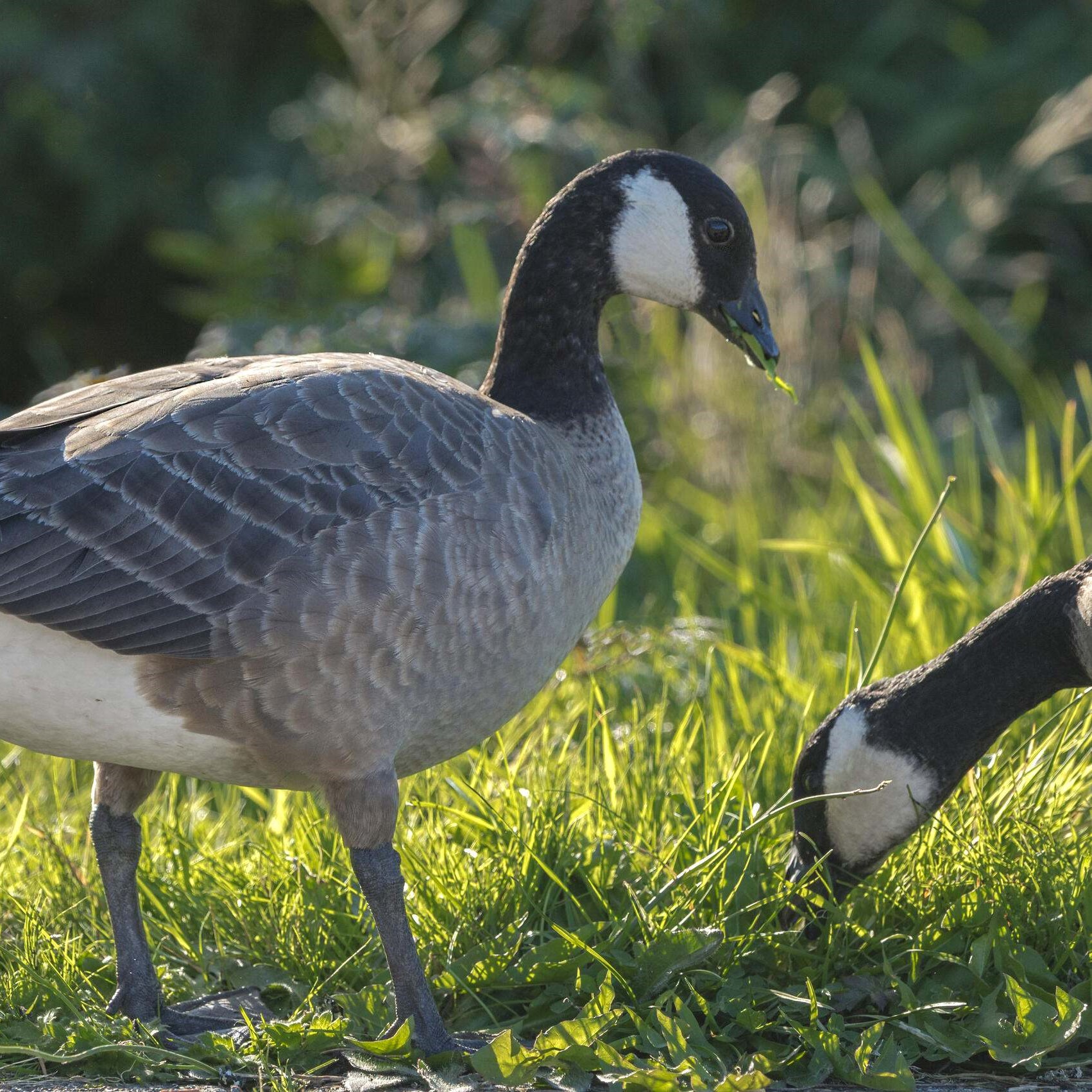 Geese munch on grass.