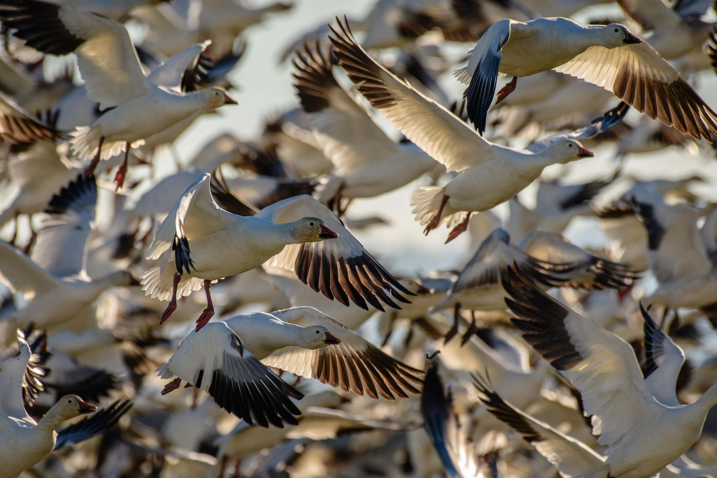 A flock of snow geese in flight over a wetland.