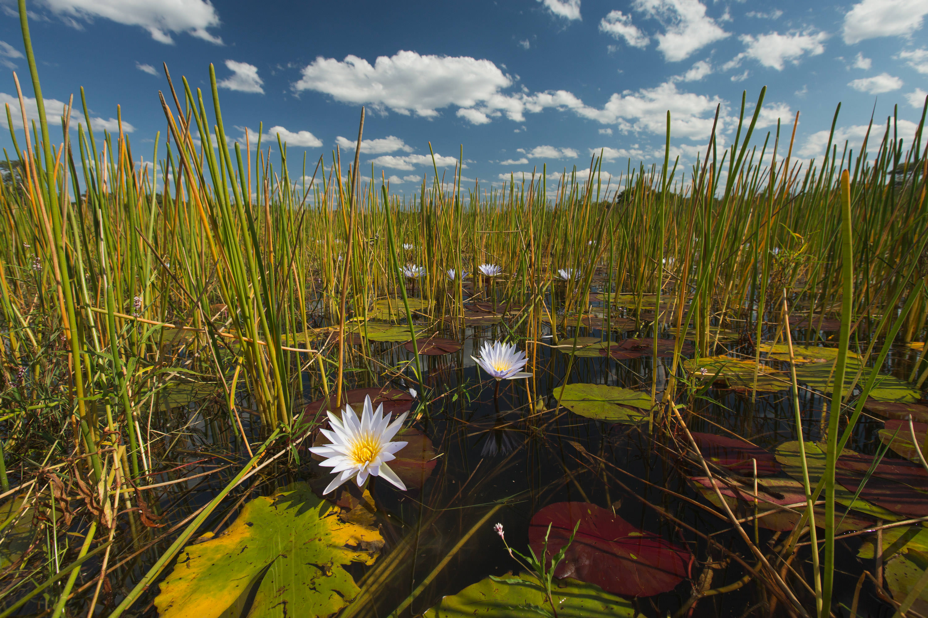 Water lilies under a big blue sky