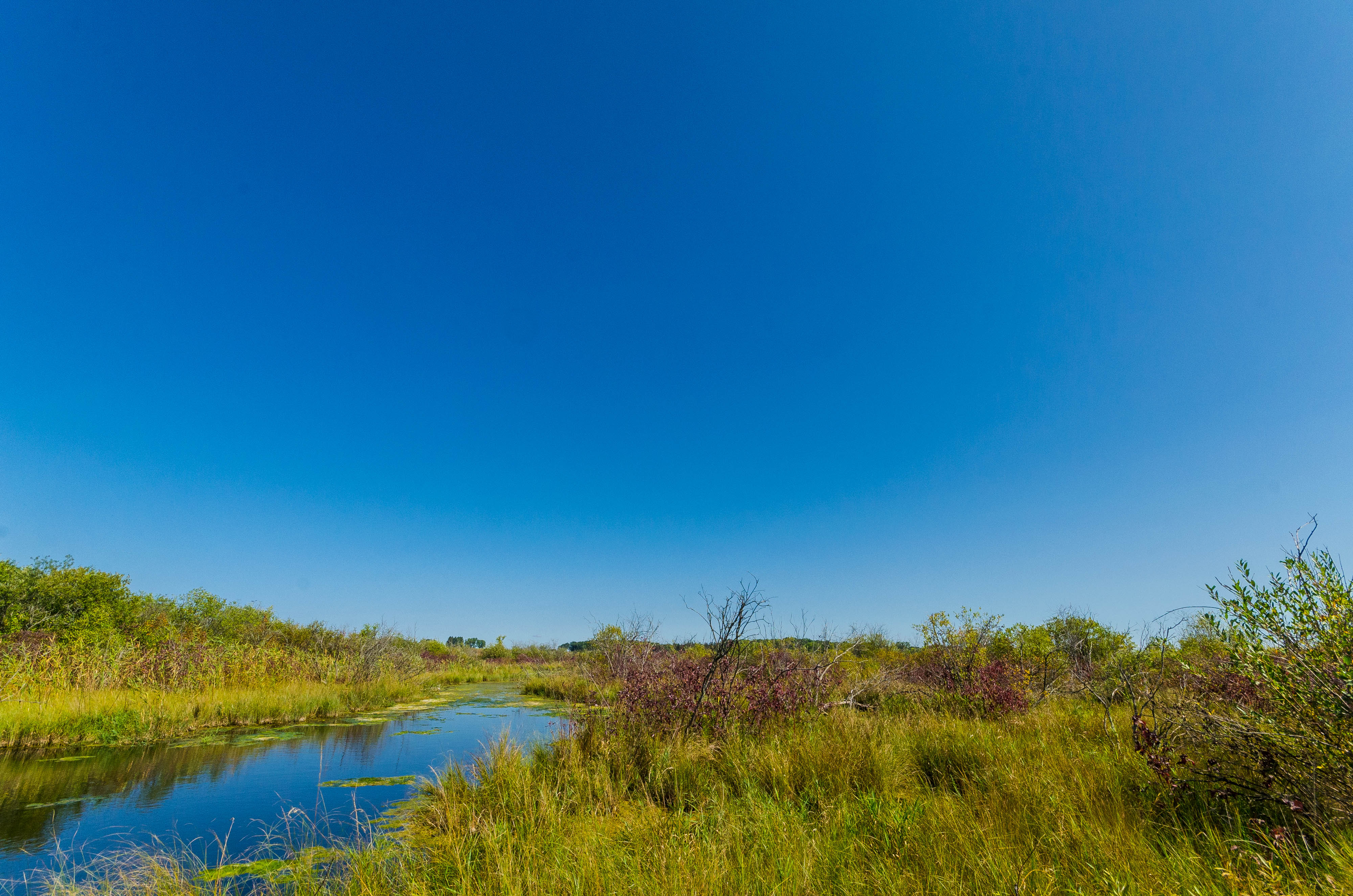 small stream meanders through green wetlands under a bright blue sky during summer