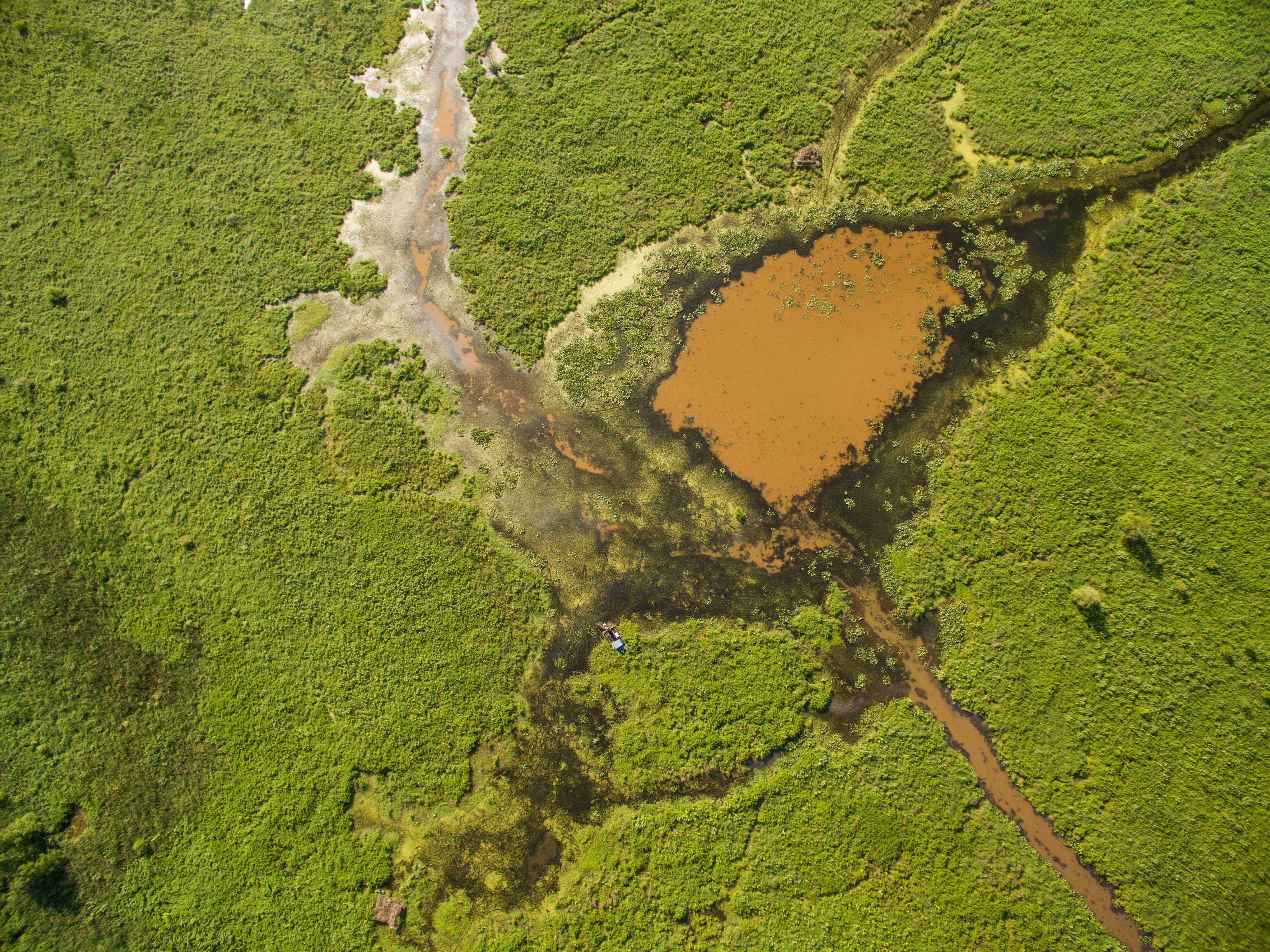 Western Kentucky wetland