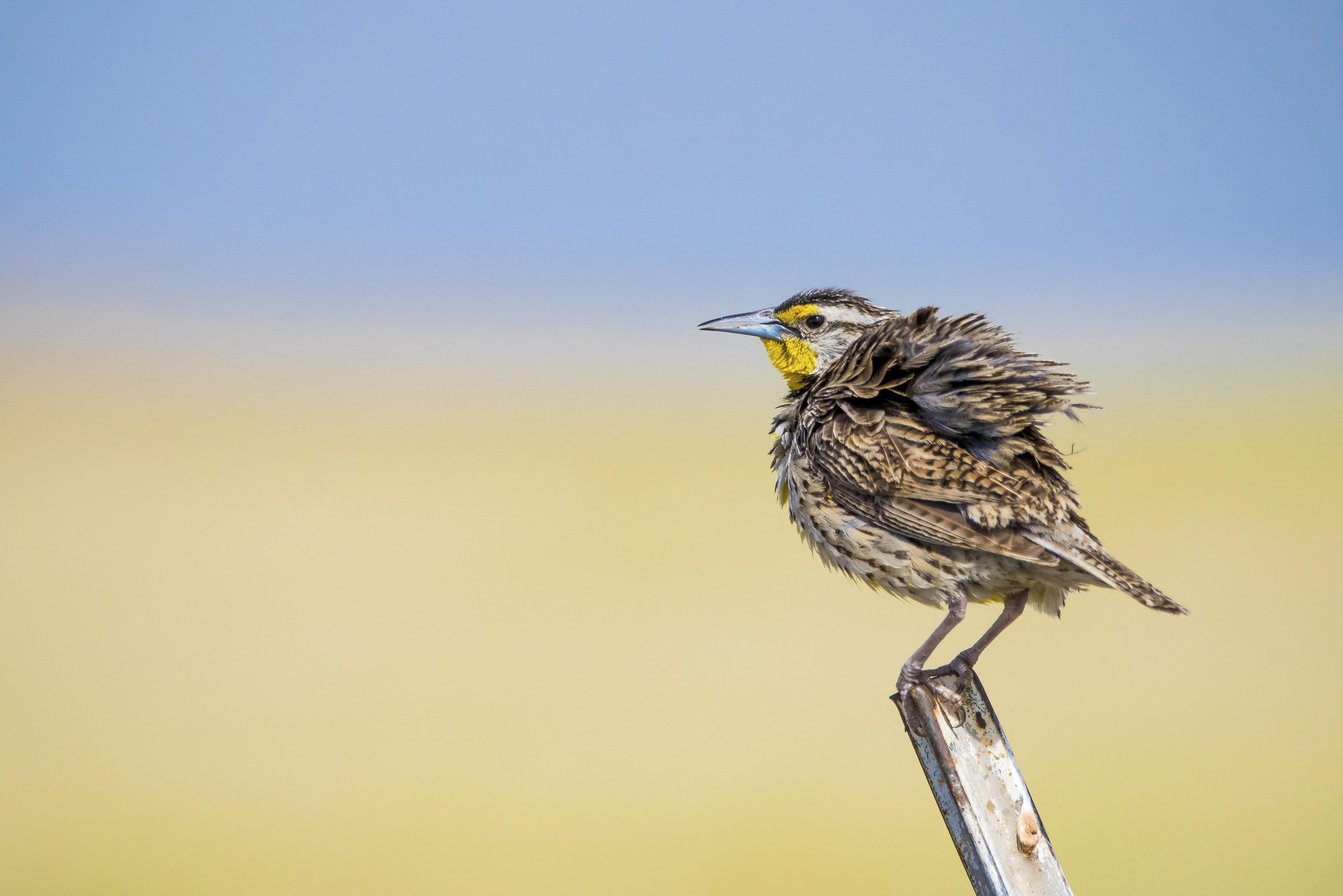 A fluffy bird is perched on a stick.
