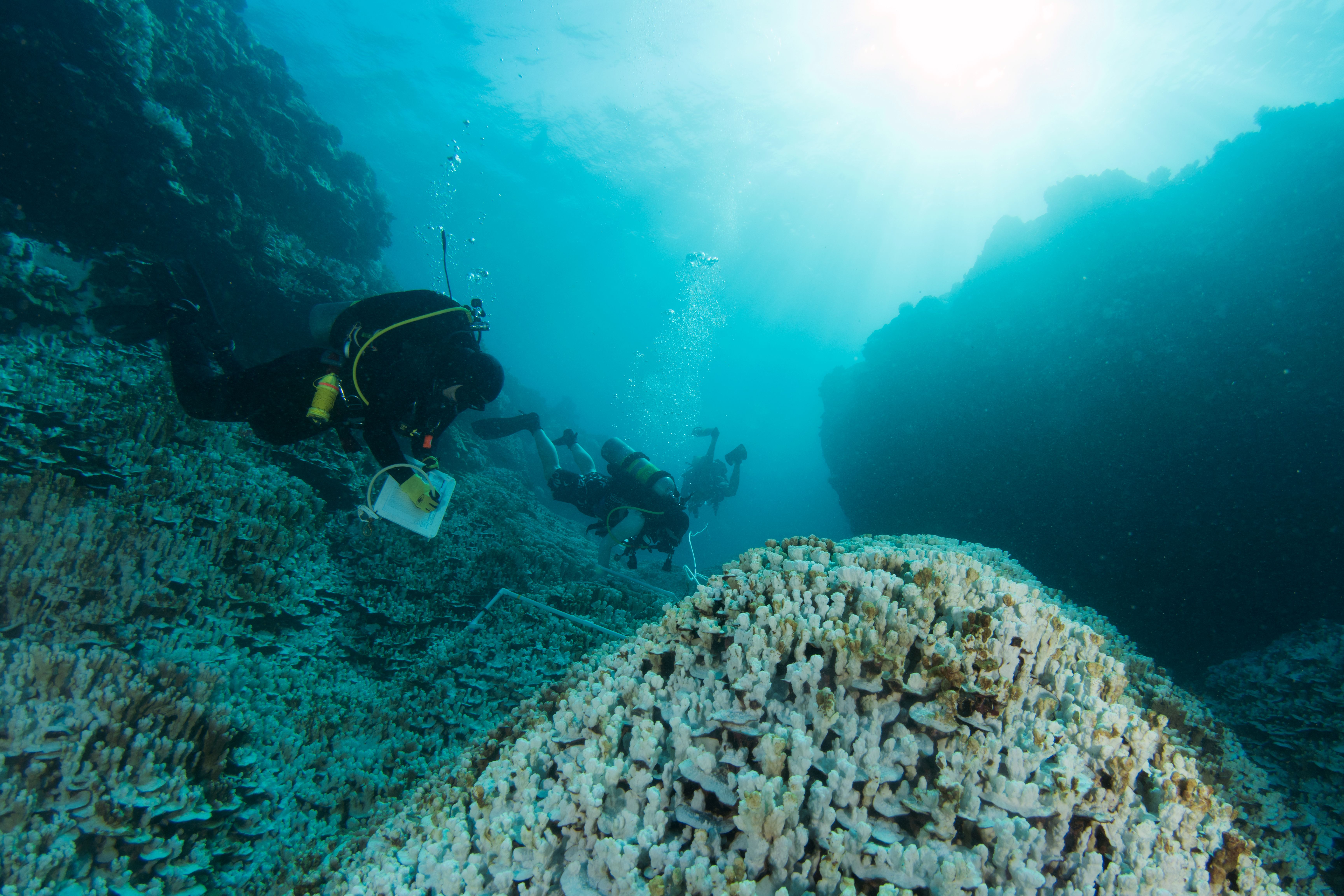 Three scientists conducting SCUBA survey swim over reef that is almost completely bleached.