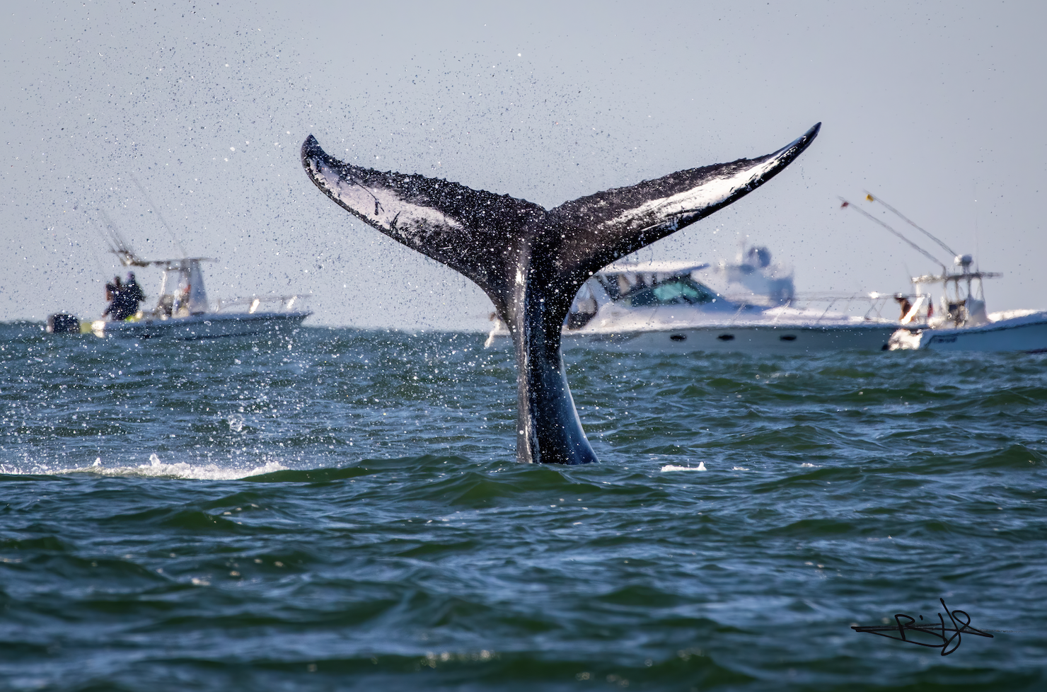 A humpback whale tail.