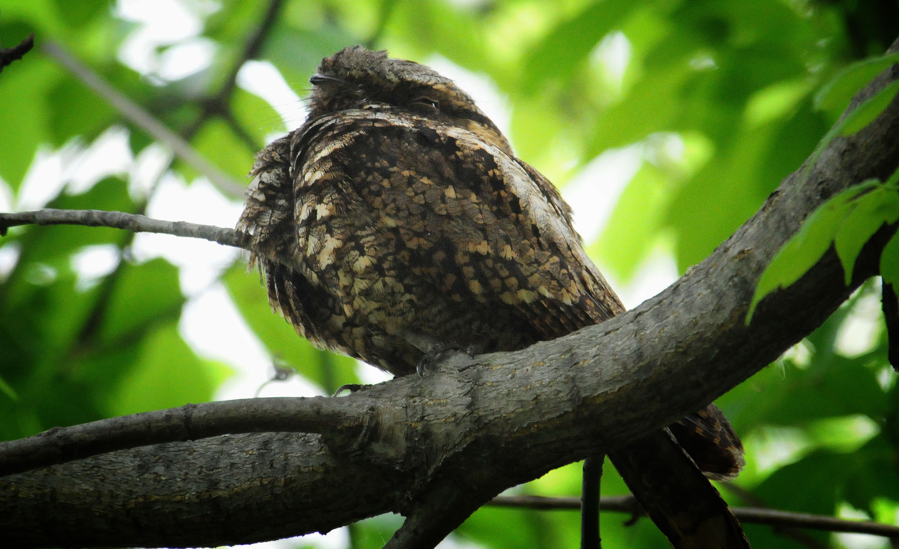 Eastern whip-poor-will perched on branch.