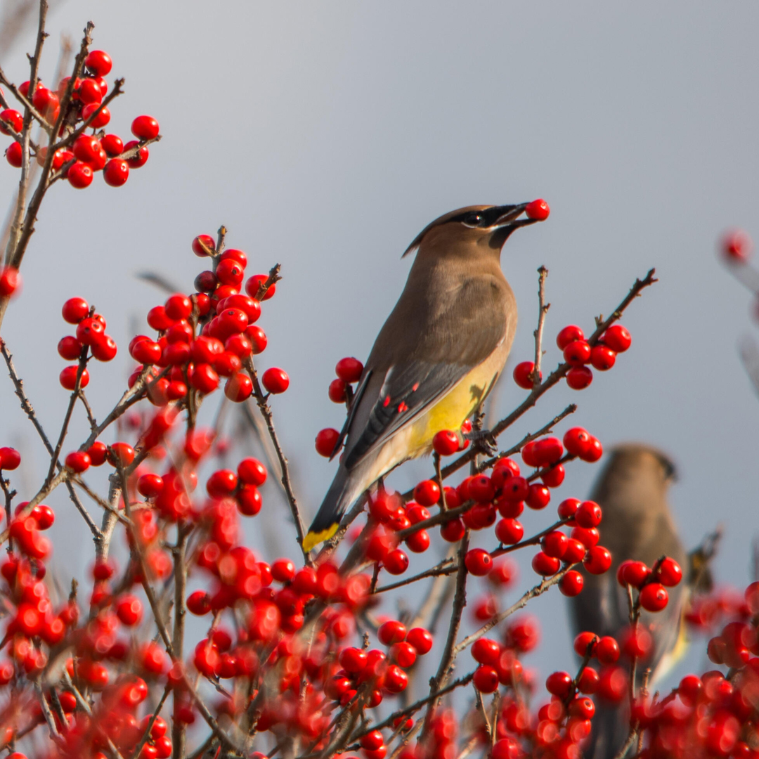 A bird sits among red berries.