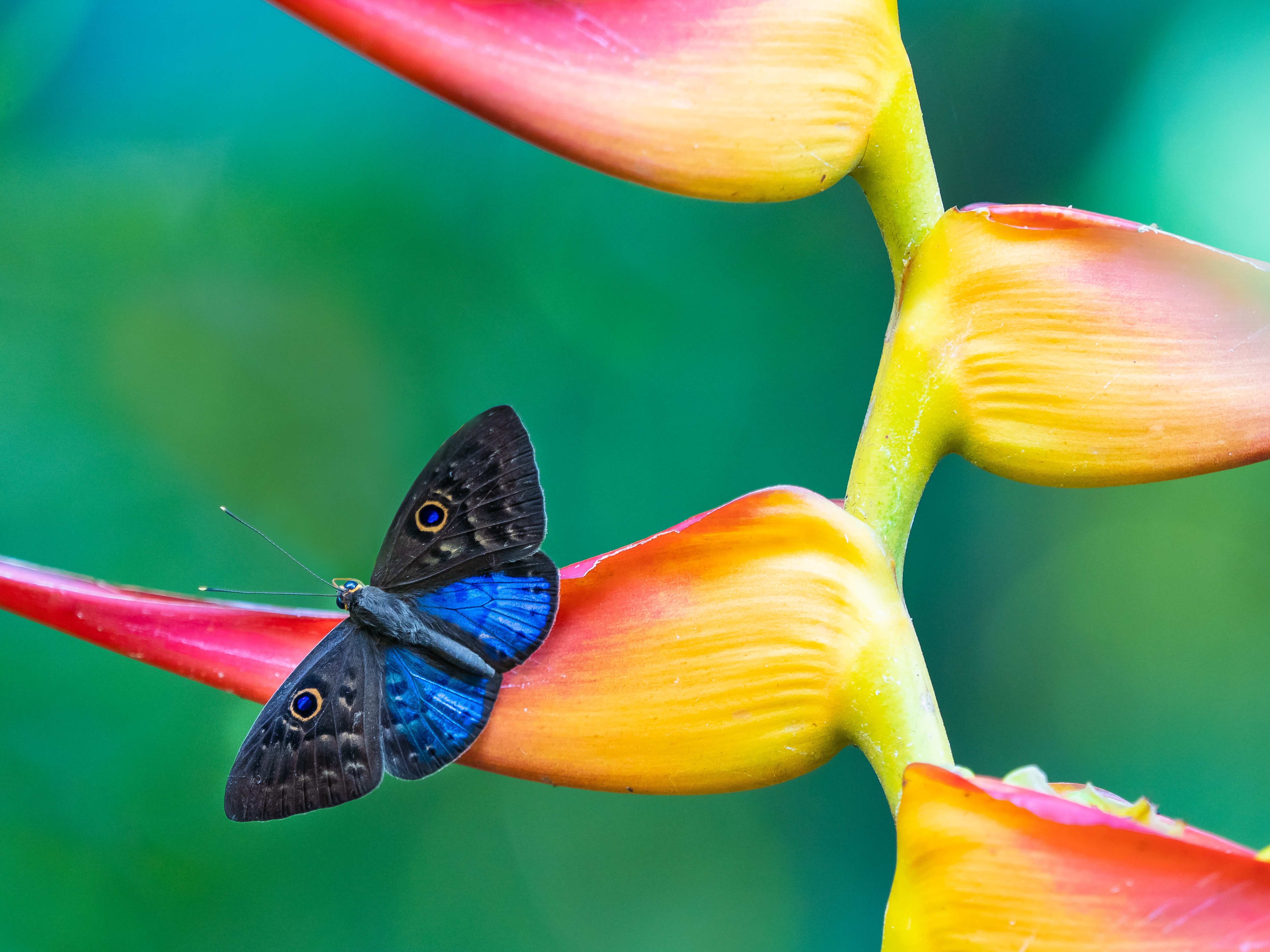una mariposa azul y negra descansa sobre una colorida flor amarilla y rosa