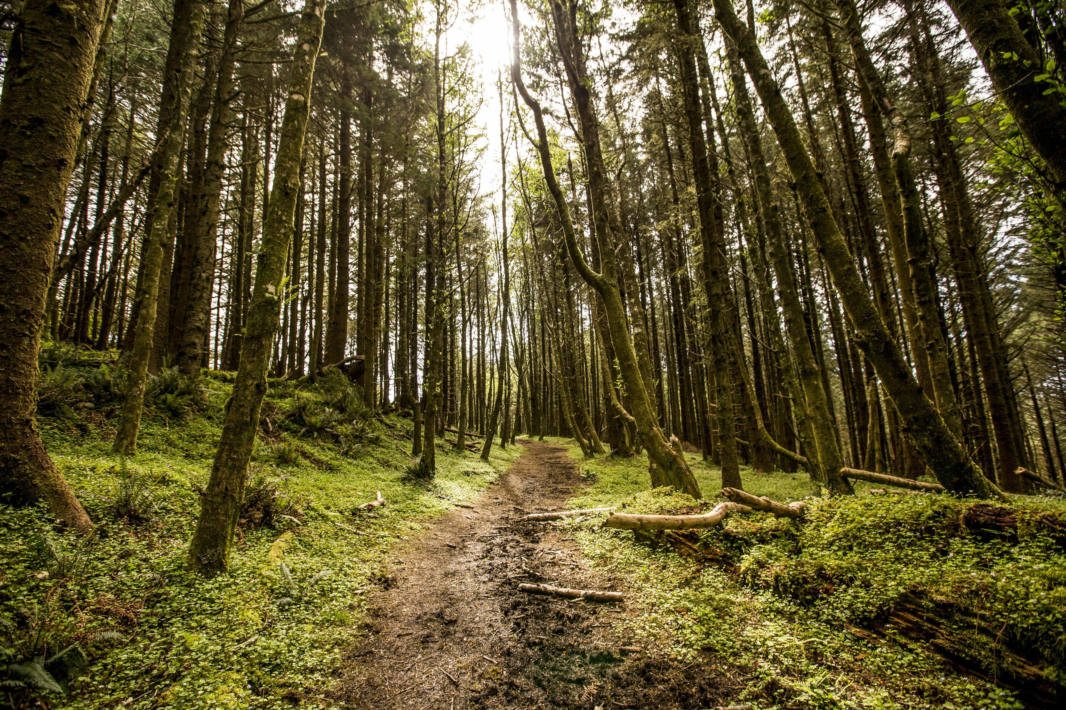 Forest located on The Nature Conservancy's Cascade Head Preserve, north of Lincoln City, Oregon.