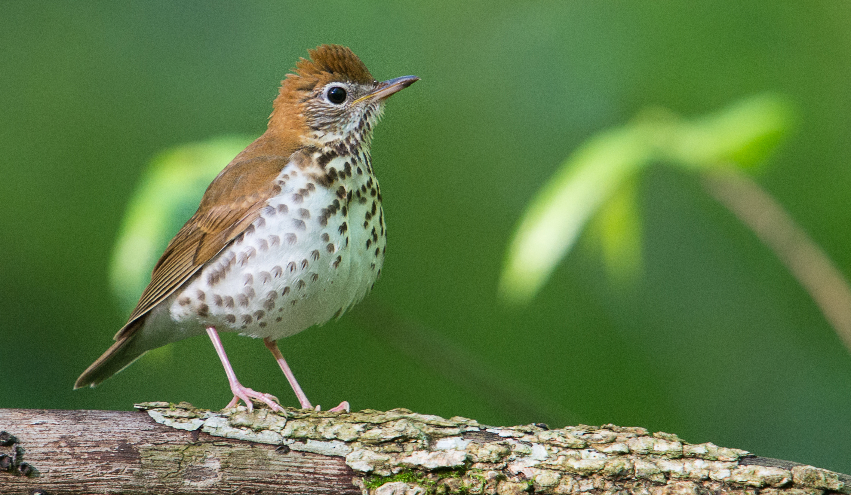 Wood thrush w/ brown top feathers & mottled belly.
