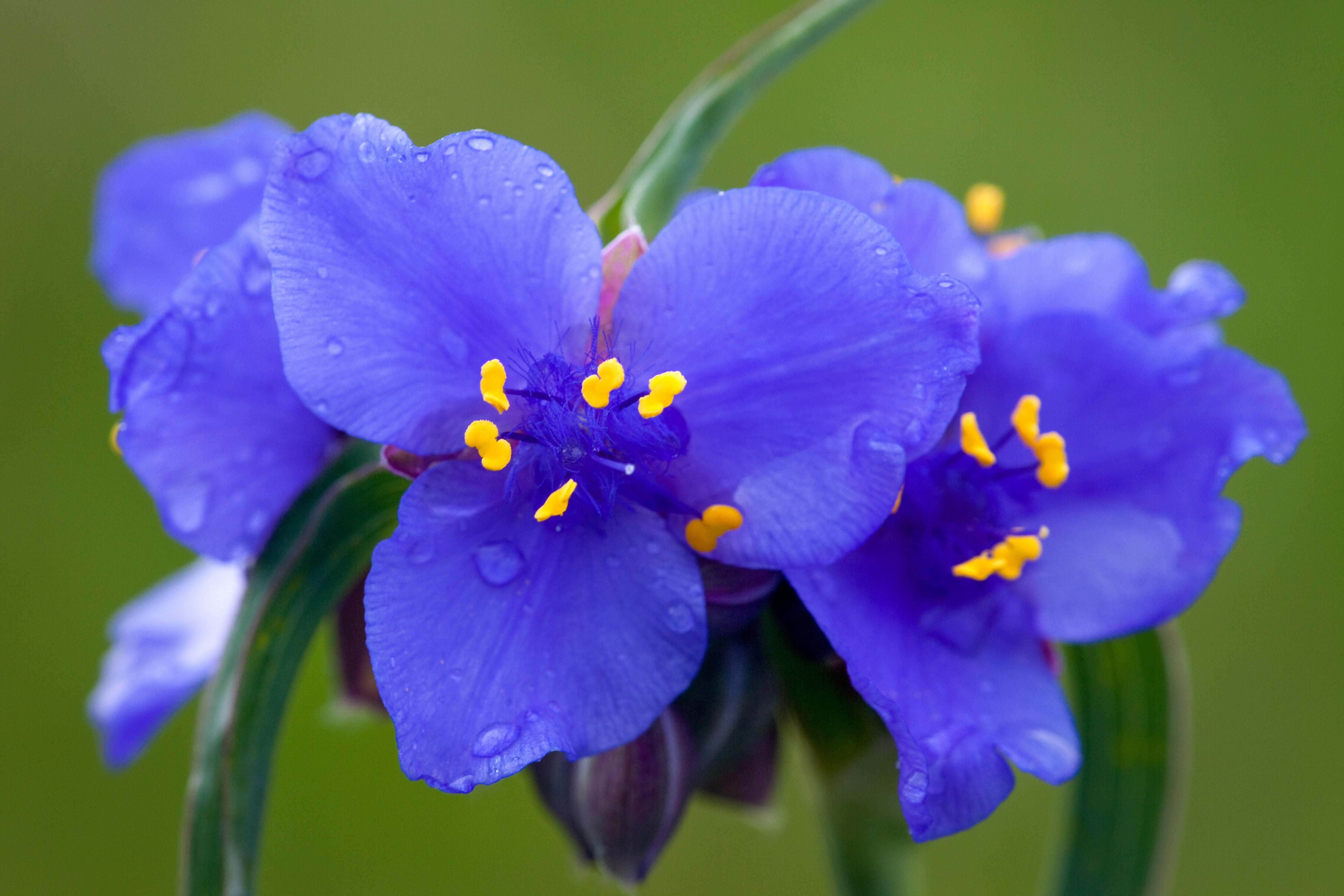Two purple iris flowers stand against a green background. 