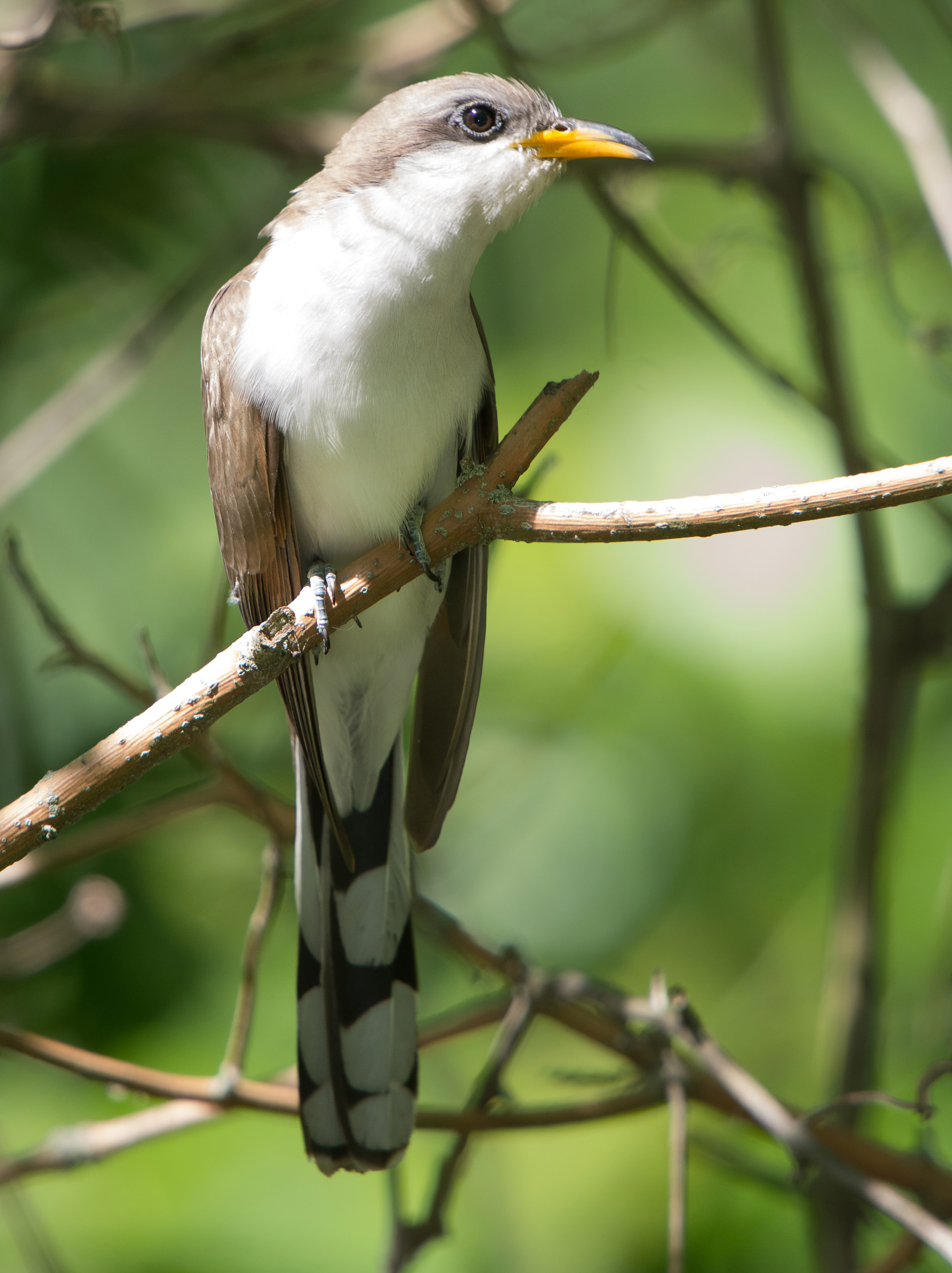 Yellow-billed cuckoo perched on branch.