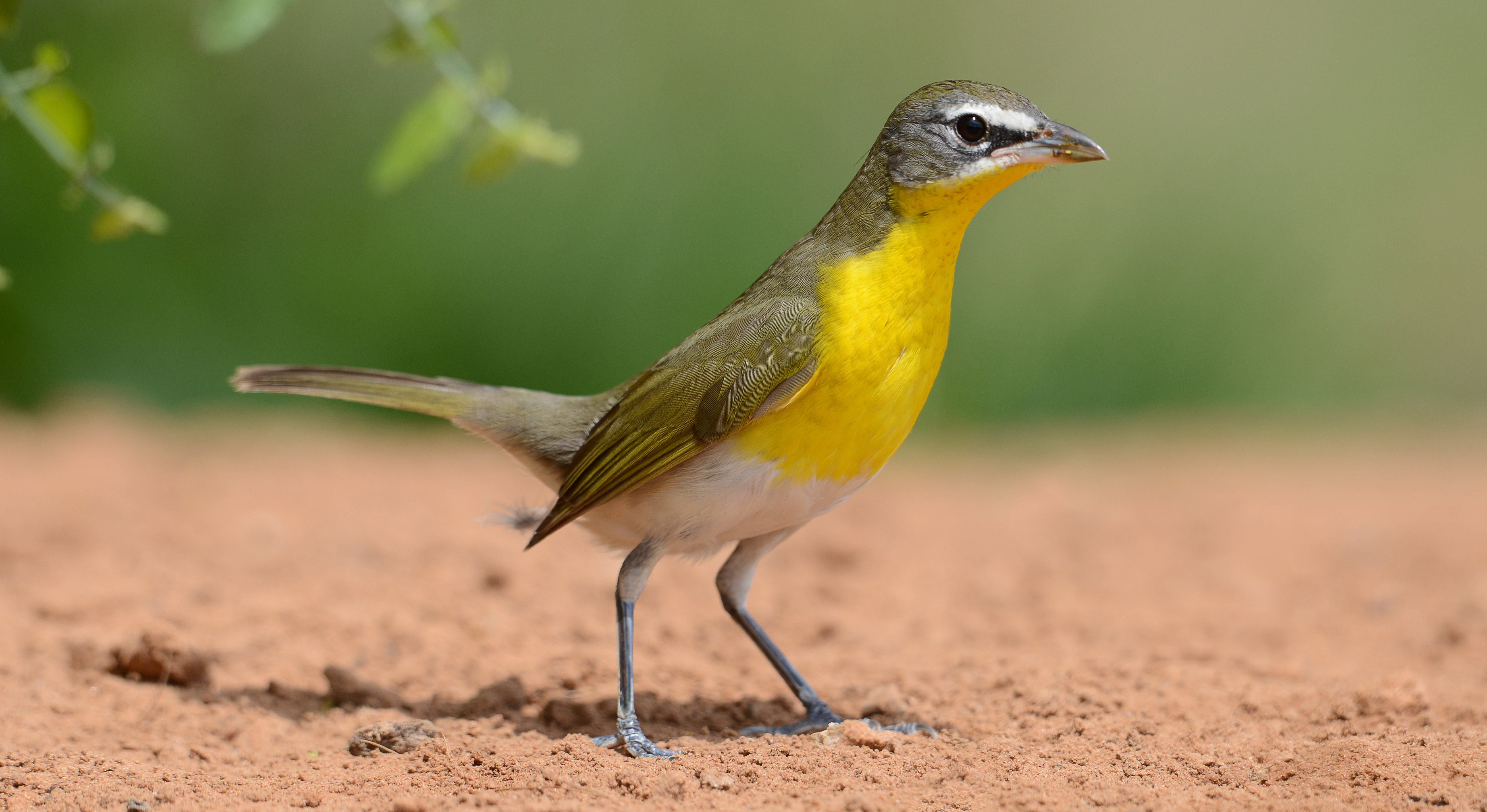Yellow-breasted chat stands on ground.