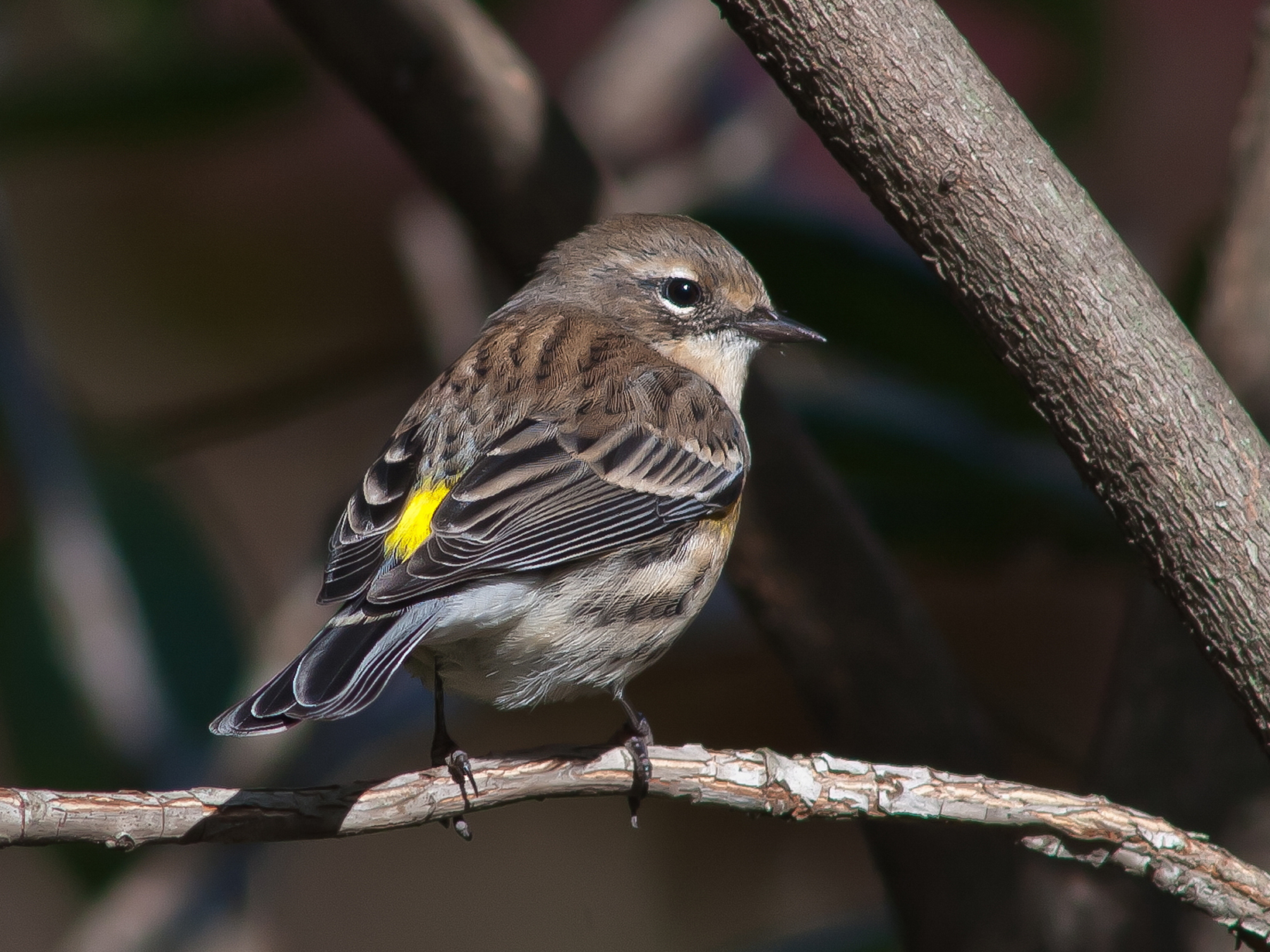 A gray and brown bird perches on a branch, looking over its wing toward the camera. A spot of yellow just above its tailfeathers is visible.