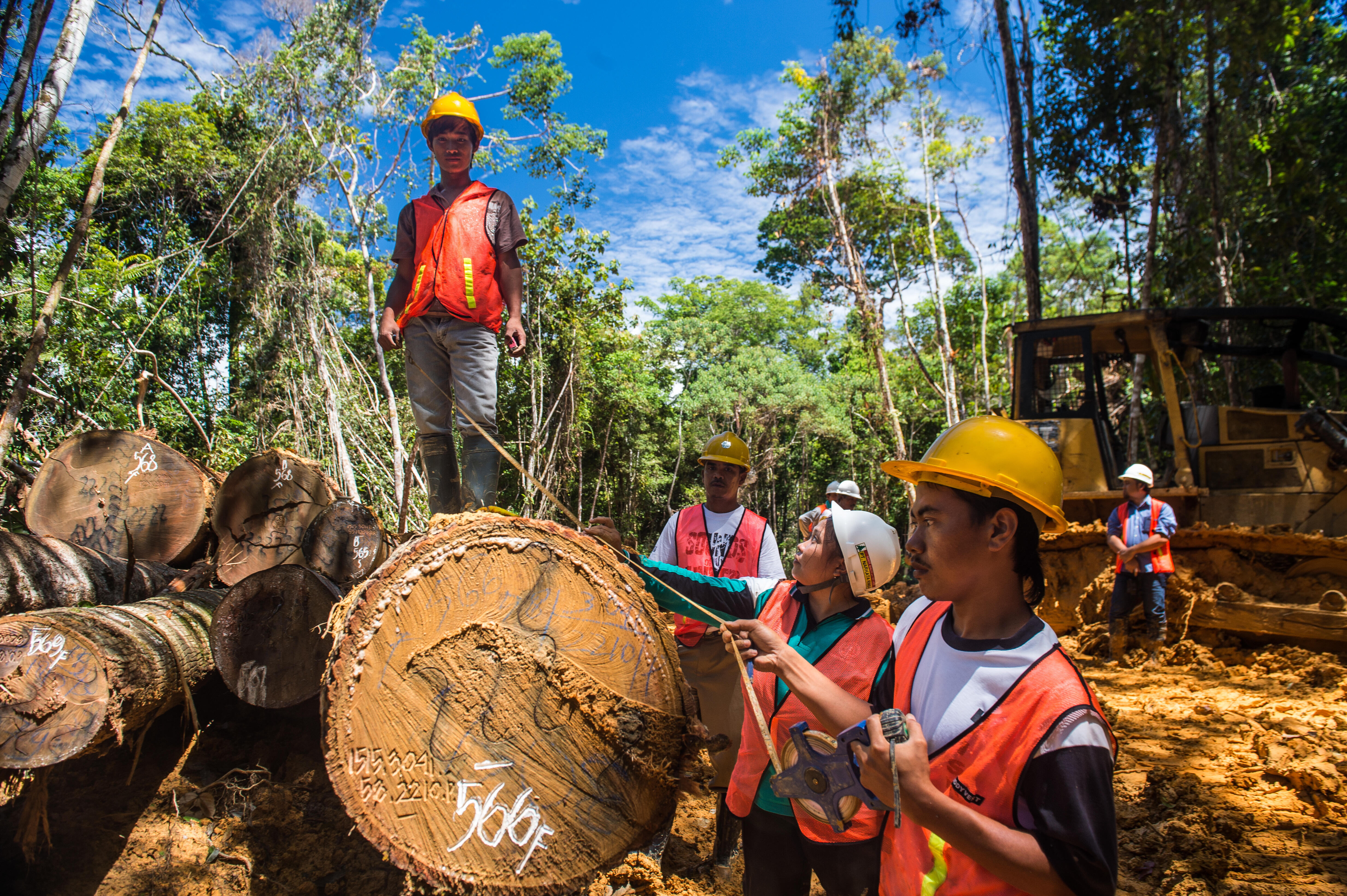 foresters measuring a log.